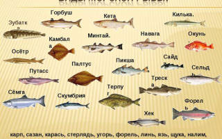 Виды морских рыб