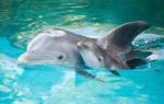 Сколько живут дельфины