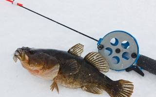 Рыбалка зимой на ротана