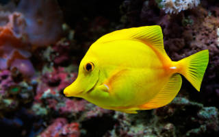 Аквариумные рыбки желтые