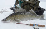 Зимняя рыбалка на тюльку