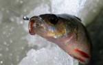 Зимняя рыбалка на окуня на мормышку как улучшить клев